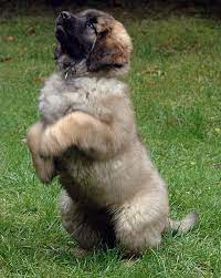 Pin By Ruthie Ritchart On Puppies Leonberger Dog Leonberger Puppy Cute Dogs