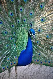 Pavo Real Most Beautiful Birds Animals Beautiful Beautiful Birds