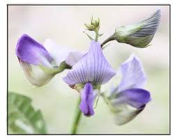 Image result for Crotalaria verrucosa