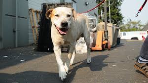 Please note these important updates about humane society of catawba county cat adoption update. Cats Dogs From Shelters Impacted By California Fires Arrive At Oregon Humane Society Katu