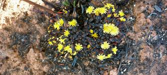 Image result for Launaea rarifolia