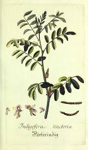 Image result for Indigofera filipes