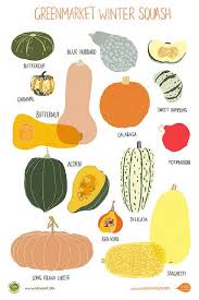 Winter Squash Poster By Claudiagpearson Via Flickr Lovely Squash Winter Squash Food Illustrations