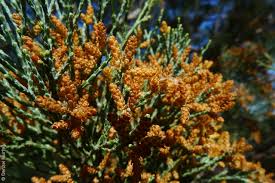 Image result for Callitris