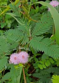 Pin Di Herb Garden