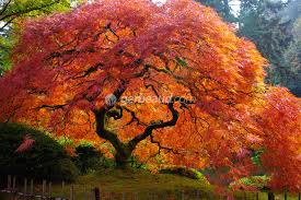 Traduction l'albero perde le sue foglie. Erable Du Japon Acer Palmatum