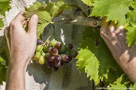 5 Bons Gestes Pour Un Raisin Tres Sucre Raisin Terrarium Pour Plantes Grasses Jardinage Potager