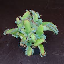 Image result for Kalanchoe lateritia