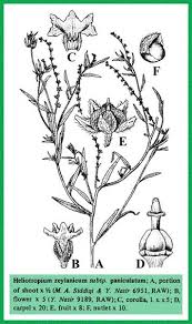 Image result for Heliotropium zeylanicum