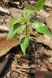 Image result for Micrococca mercurialis