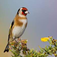pin on stieglitz distelfink goldfinch