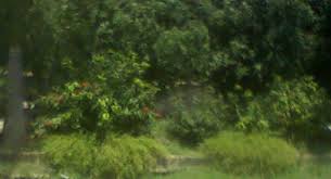 Your answers to the qrestions should give as much detail as ans: Tree Plantation Paragraph Essay Or Composition Essay On Tree Plantation