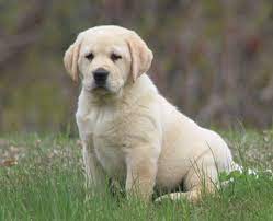 They may not be labradoodle puppies, but these cuties are available for adoption in vermont. Dole Hill Labradors Labrador Retrievers Puppies Puppies For Sale