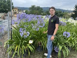 Image result for Agapanthus africanus