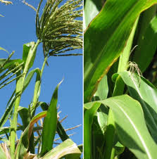 Image result for Zea mays