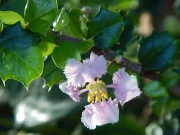 Image result for Malpighiaceae