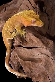 Why Crested Geckos Do Not Need Light At Night Reptile Craze Crested Gecko Crested Gecko Care Reptiles Pet