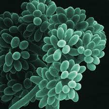 Image result for Botrytis cinerea