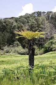 Image result for Cyathea dregei