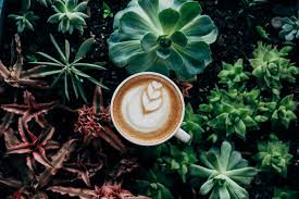 Image result for coffee images in nature