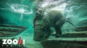 With its fascinating initiatives and conservation projects, it contributes towards safeguarding biological diversity and. Zoo Zurich Elefantenschwimmen Im Kaeng Krachan Elefantenpark Youtube