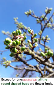 They can be soft in the center. Aid In Identifying Flower Buds From Leaf Buds Of Your Fruiting Trees Steemit
