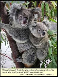 Learn About Unique Australian Animals Koala Australian Animals Cuddly Animals