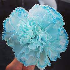 Blue Dyed Carnation Flower Blue Flowers Beautiful Flowers Flower Pictures Carnations Carnation Carnation Flower Carnations Blue Carnations