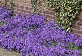 My first instinct is that it's in the vinca/periwinkle family. 44 Best Flowering Ground Cover Plants Balcony Garden Web