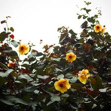 Image result for Hibiscus tiliaceus