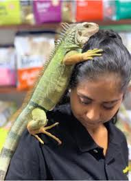 🔺Exceptional TAMED Giant IGUANA : INBOX ONLYfor Info  ———————————————————👉🏼Male