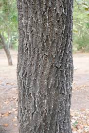 Image result for Terminalia macroptera