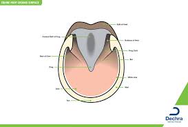 A free printable anatomy pictures of calendar is readily located on the. Downloads Anatomy Charts Dechra Veterinary Products