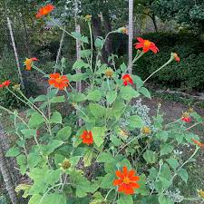 Image result for Tithonia