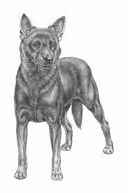 Legend has it that the australian kelpie is descended from a dingo crossed with a border collie. Cane Da Pastore Australiano Kelpie