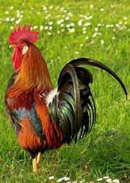 Pin Auf Farm And Country
