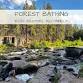 Forest Bathing: A Healing Nature Immersion