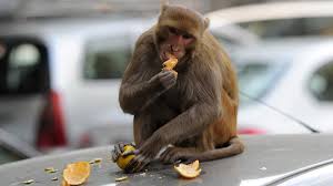 Check spelling or type a new query. It S Bananas India Hires Monkey Mimics To Scare Away Real Ones Kunr
