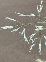 Image result for Styppeiochloa