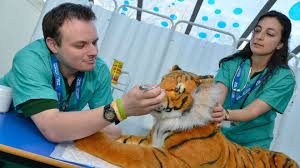The uk currently has 9 vet schools, of which 7 offer degrees approved by the royal college of veterinary surgeons (rcvs). The Secret Life Of Vets Zoological Society Of London Zsl