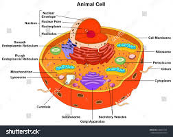 This includes keeping toxins out of the body, help to break down. Animal Cell Anatomy Diagram Structure With All Part Nucleus Smooth Rough Endoplasmic Reticulum Cytoplasm Go Animal Cell Anatomy Animal Cell Animal Cell Project