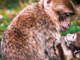 But in africa you will see wild animals in their natural habitat. 12 Africa Animal Volunteer Programs To Roar About