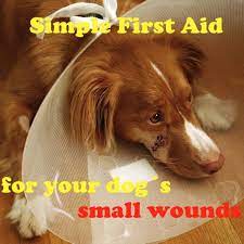 Simple First Aid To Treat Your Dog S Cuts And Small Wounds At Home Pethelpful