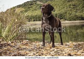It shares with welsh and cornish an identical. Breton Hunting Dog In The Middle Of A Hunt In The Bush Canstock