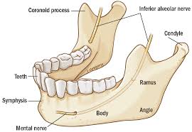 Cancer De Mandibula Anatomia
