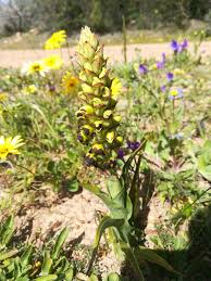 Image result for Corycium dracomontanum