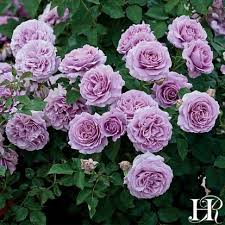 Roses peonies lilies irises orchid all flowers. Love Song Landscaping With Roses Planting Roses Purple Roses