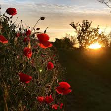 Bonjour Bonjour Quelques Coquelicots Vus Hier Matin Sur Les Chemins De Trail Belle Journee A Tous Matin Morning Instagram Instagram Posts Red Peppercorn
