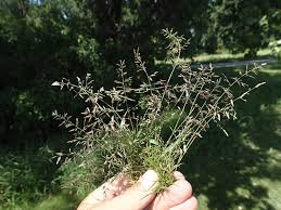 Image result for Eragrostis exasperata