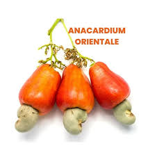 Image result for Anacardium